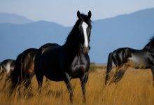Equus Caballus horses